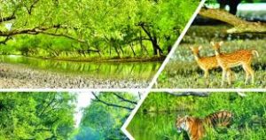 সুন্দরবনে বাড়ছে চোরা শিকারিদের দৌরাত্ম্য
