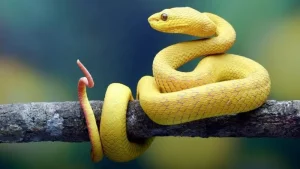 কোটি কোটি বছর আগে কি সাপের পা ছিল?
