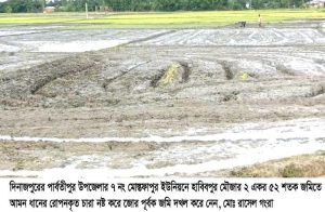 দিনাজপুরে আমবাড়ী এলাকায় জমিতে আমন ধানের চারা রোপনকৃত ক্ষেত নষ্ট করে জমি দখল