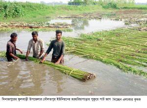 আবহাওয়া অনুকুলে থাকায় পাটের ফলন, দাম দুই-ই ভালো, স্বস্তিতে কৃষক