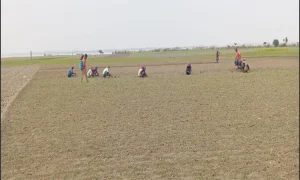 রাজবাড়ীতে পেঁয়াজের আবাদ বাড়াতে কৃষি বিভাগের নানা উদ্যোগ