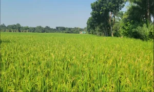 ঝিনাইদহে আমন ধানের ফলন লক্ষ্যমাত্রা ছাড়িয়েছে