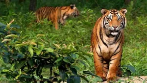 বিশ্ব প্রাণী দিবস-২০২৬,