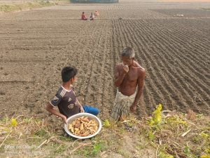 সার ও সেচের বাড়তি খরচ, লোকসানের দুশ্চিন্তায় লালমনিরহাটের আলু চাষিরা