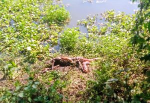দিনাজপুরের নবাবগঞ্জে অজ্ঞাতপরিচয় এক বৃদ্ধের অর্ধগলিত মরদেহ উদ্ধার