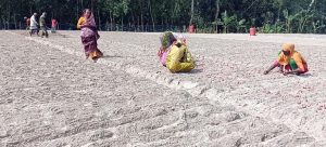 রংপুরের পীরগঞ্জে মুড়িকাটা পেঁয়াজ চাষে ব্যস্ত কৃষকরা