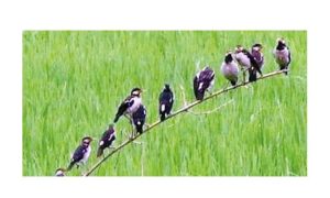 দিনাজপুরে আমন ধানের পোকা দমনে পার্চিং পদ্ধতি ব্যবহারে উপকৃত হচ্ছেন কৃষকরা